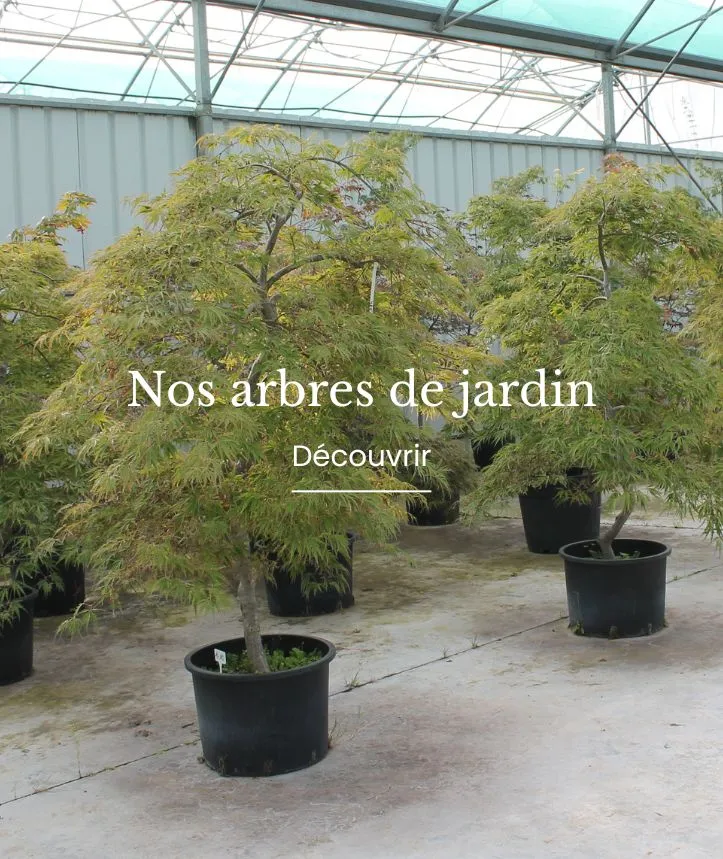 Nos arbres de jardin